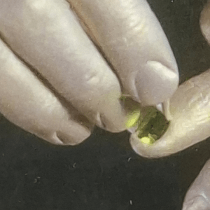 Lore's Fingernail - Premiere Unlimited Beta 95