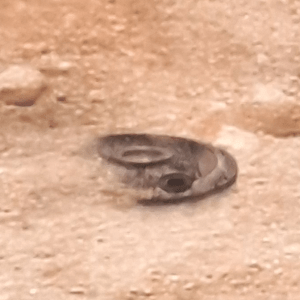 Timer Mine [Dark] - Dark Side Premiere 95 BB